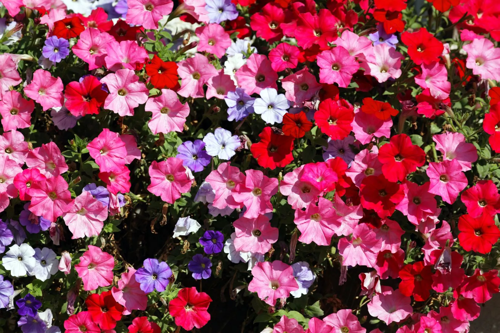 Using Colours That Clash - Common Garden Design Mistakes